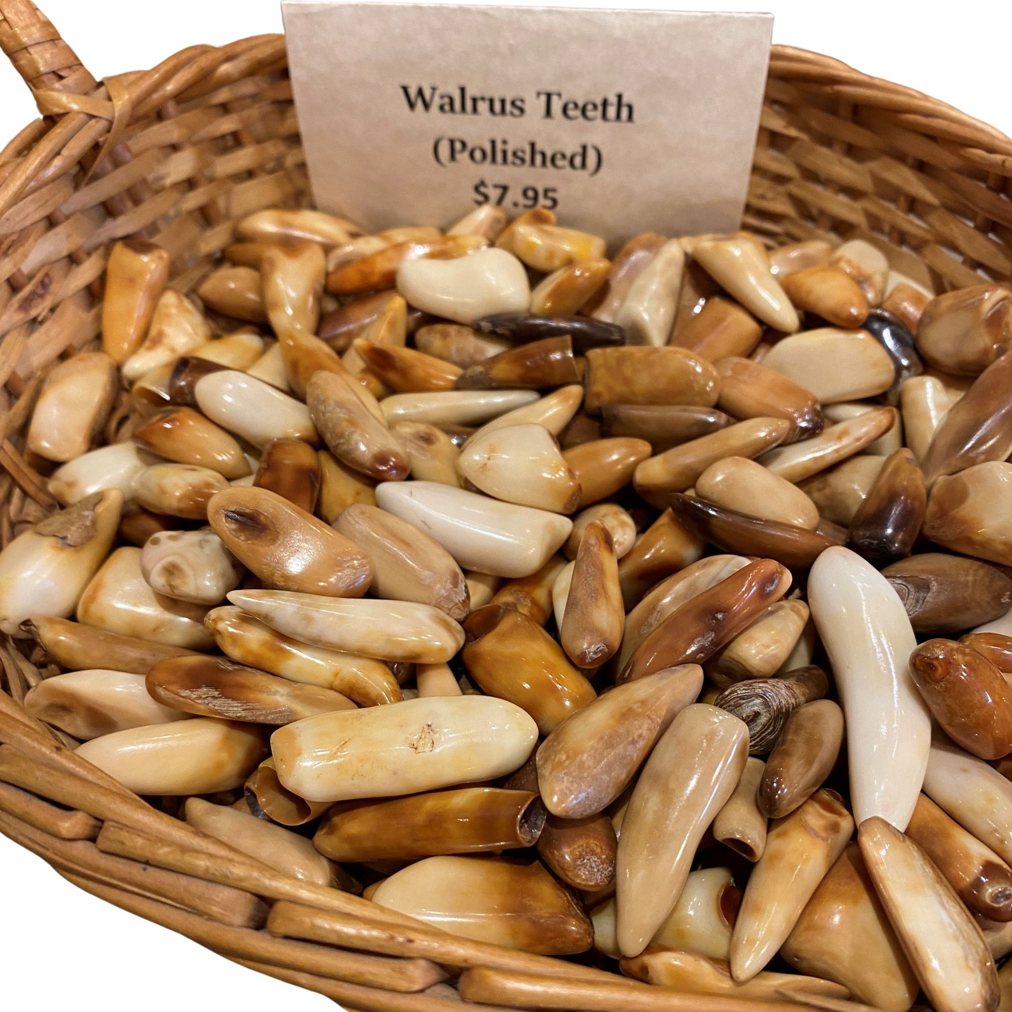 Polished Ancient Walrus Tooth