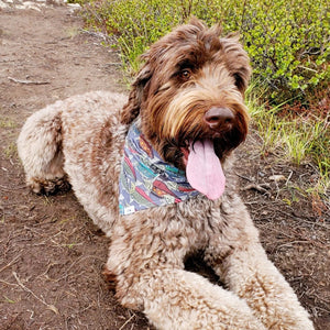 Pet Bandana - Md