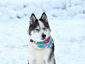 Pet Bandana - XS