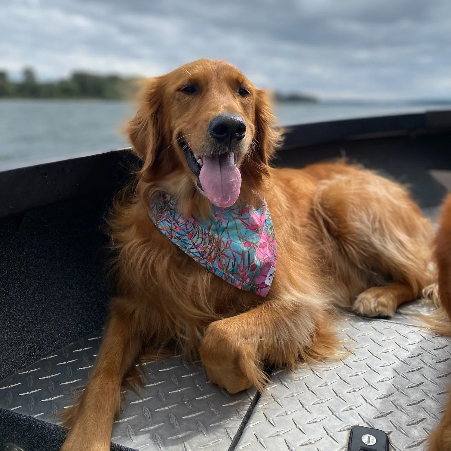 Pet Bandana - L/XL